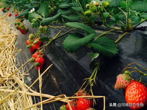 草莓缺钙表现 草莓怎么会缺钙 草莓补钙用什么肥料