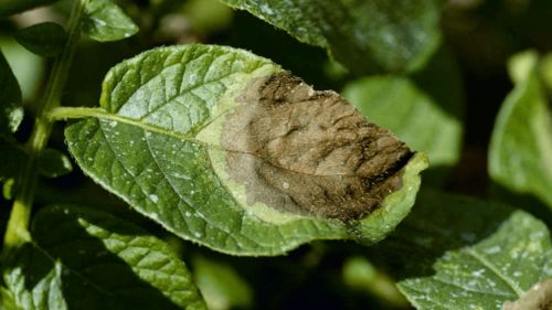 大棚蔬菜 低温常见的5大病害,一定要做好预防