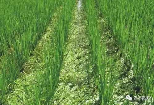 除草剂知识分享 除草剂类型及特点介绍