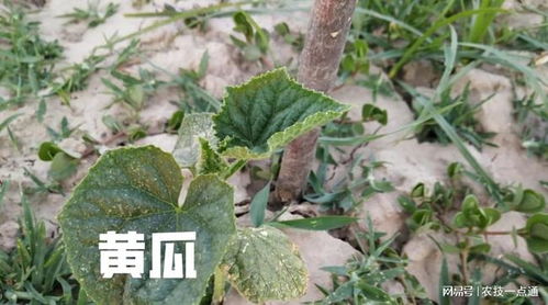 种植早春冷棚黄瓜,需要什么样的温度 如何进行变温处理