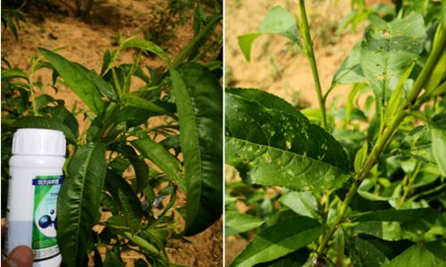 同样是春雷霉素与喹啉铜复配,这款产品凭什么能够跻身细菌药大品行列