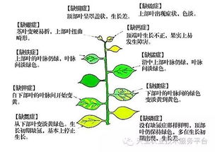 作物缺素诊断图解