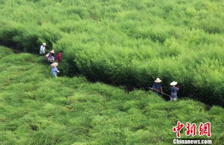 湖南道县农民收割青蒿草