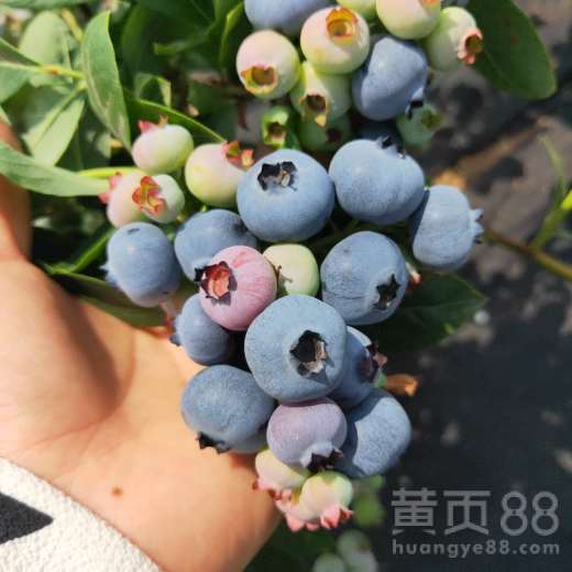【布里吉塔蓝莓苗管理介绍/蓝莓苗商家诚信为本】- 黄页88网