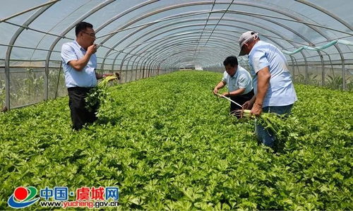 芹菜亩产超万斤 全靠科技来支撑