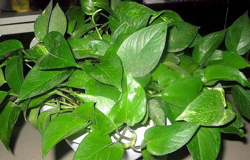 家庭养绿萝,复合肥也是好肥料,只要用对方法,枝繁叶茂挤爆盆 微量元素