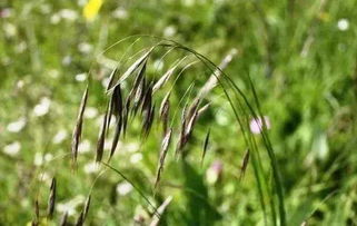 小麦田除草剂什么时间打最合适,野麦子什么时候打合适,最佳喷药时间 传播途径 最佳温度是多少