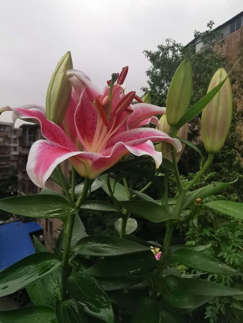 百合种球种植最佳时间
