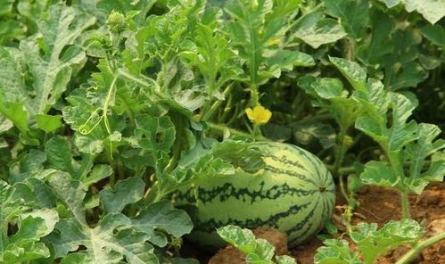 西农8号西瓜种植时间及种植技术