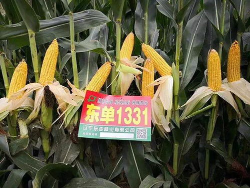 好品种 用实力说话