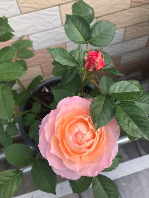 月季易生虫,自制杀虫水,月季开爆整面墙