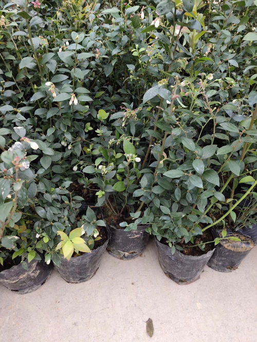 【新品种自由蓝莓苗施肥技巧自由蓝莓品种种植季节】- 黄页88网