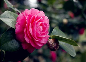 茶花一般在什么时候开花 秋季移栽最好