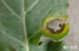 油菜菌核病如何治疗 油菜菌核病的防治措施