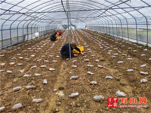 敖寨乡 羊肚菌种植规模化 产业兴旺促增收