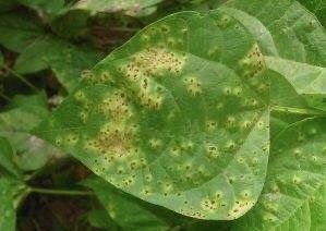 冬季大棚温暖潮湿,菜豆易发锈病,科学防治,湿度管理最重要