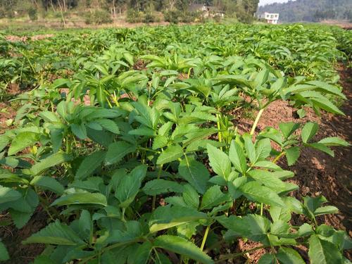 白芷种植带动脱贫,每亩收益3000多元,中草药种植成热门
