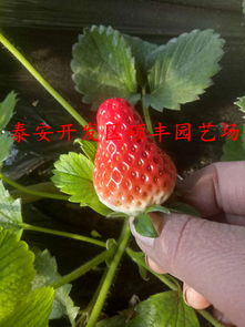 【菠萝莓草莓苗草莓苗几月份种植最好】-黄页88网