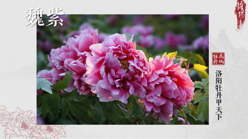 牡丹花几点开放的时间最好看