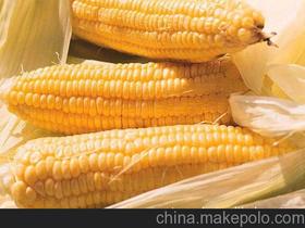 山东高产玉米排名第一的玉米品种