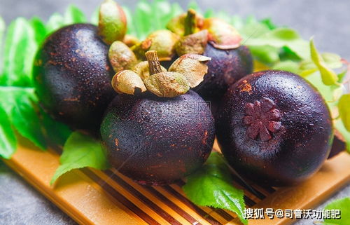 司普沃浅谈山竹种植技术与管理