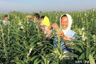 农民种植新型 芝麻树 2米高,亩产300斤,收入比打工...