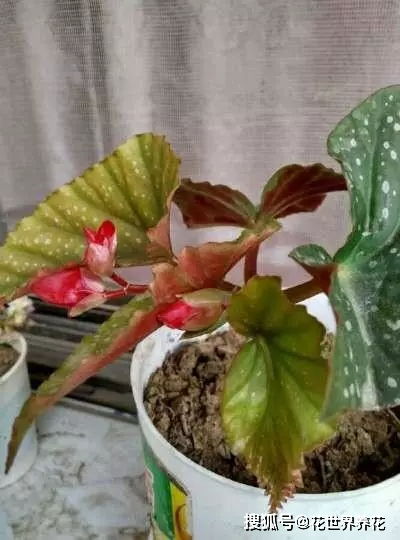 竹节海棠扦插方法