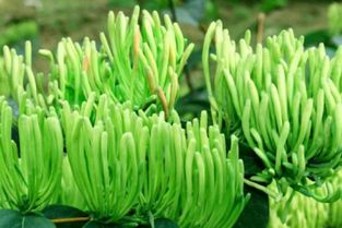 青海湘蕾金银花种苗厂家种植基地直销技术
