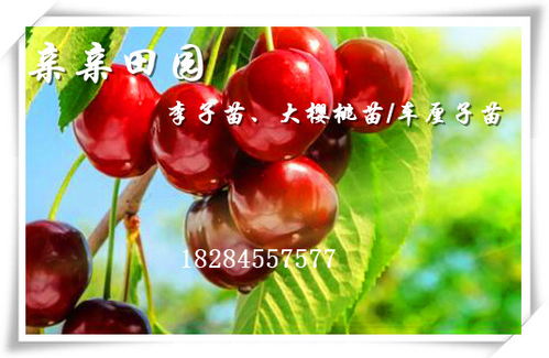 新鲜车厘子报价 厂家