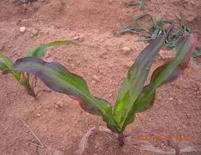 作物缺磷症状大全,看完这篇就懂啦