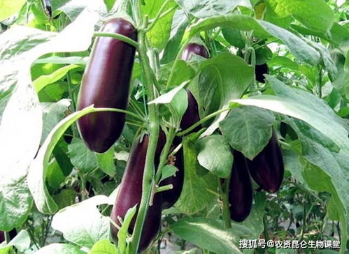 茄子需要用什么肥料 茄子用什么复合肥好 茄子需要用哪种肥料