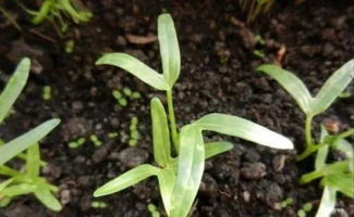 火锅必备空心菜,一个花盆就能种,3步教会你种植,一个月就收获