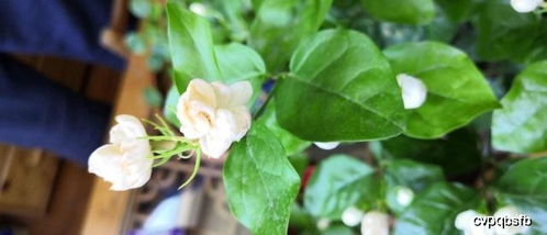 想要茉莉花期长,做好这4点,花期长,开花多 茉莉多