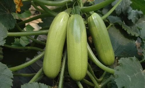西葫芦的种植管理技术要点