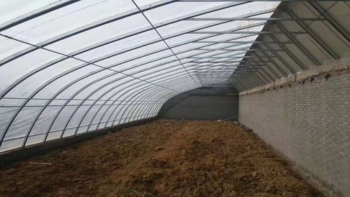 温室大棚进行大规模无土栽培需要准备什么