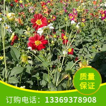 家居花卉图片