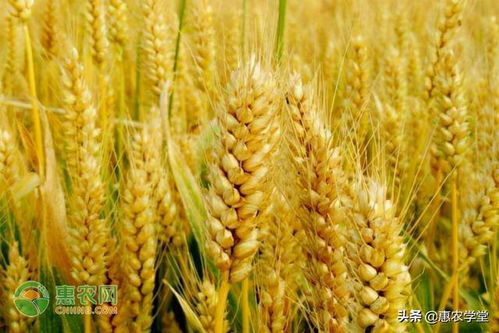 今日小麦价格多少钱一斤 2023年3月22日小麦价格最新行情