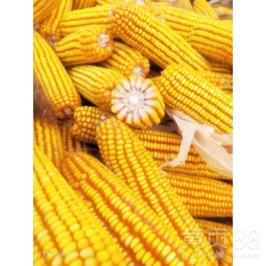 【玉米种子】- 黄页88网
