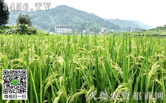 水稻如何种植亩产700公斤
