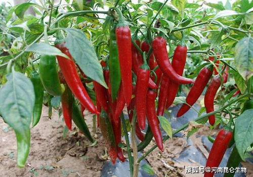大棚蔬菜辣椒用什么叶面肥 辣椒高产叶面喷什么 辣椒施肥时间和方法
