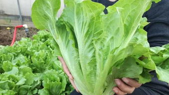 意大利生菜是生菜界的翘楚,种植简单,采收时间长