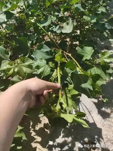 种棉花什么时间种最好