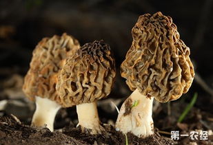 全国羊肚菌生产示范基地落户三门峡 规模化种植成为现实