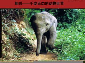 新疆奎屯市第八中学七年级政治人教版上册2 3 1世界因生命而精彩课件 共17张PPT