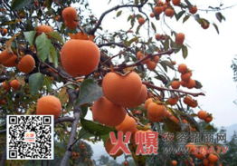 柿树来年开花结果施用氮钾肥