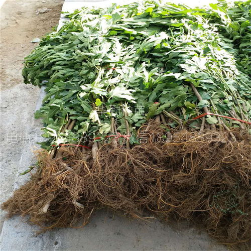 【新疆无花果品种,几月成熟,新疆丰产黄无花果苗,】- 黄页88网