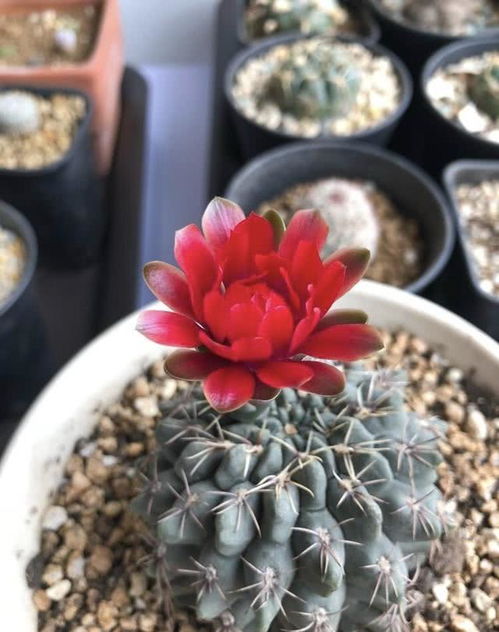 养仙人球就养它,耐旱耐热,花多娇艳,一年能赏几次花