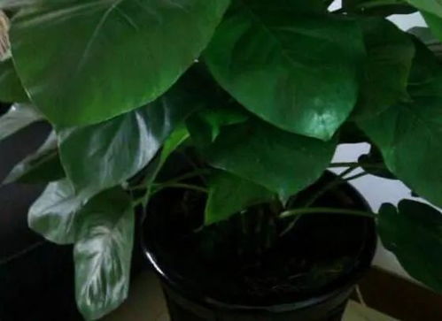 重新种植一盆大叶绿萝,方法很简单