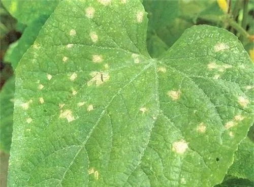 如何辨别黄瓜霜霉病 靶斑病 细菌性角斑病