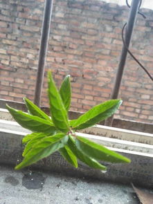 绿化带看到的植物,春天开小白花,请帮看看是什么植物,能做盆景吗